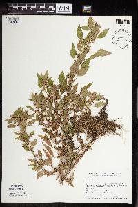Acalypha rhomboidea image