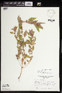 Acalypha rhomboidea image