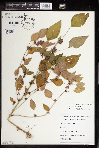 Acalypha rhomboidea image