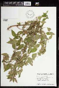 Acalypha rhomboidea image