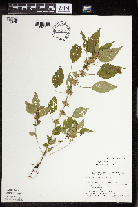 Acalypha rhomboidea image