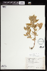 Acalypha rhomboidea image