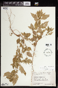Acalypha rhomboidea image