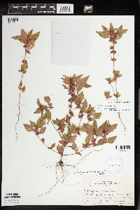 Acalypha rhomboidea image