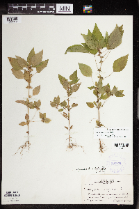 Acalypha rhomboidea image