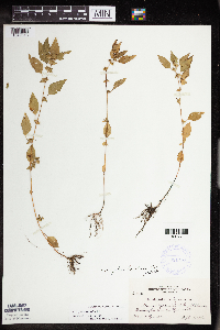 Acalypha rhomboidea image