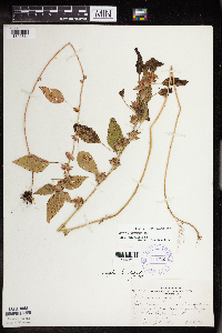 Acalypha rhomboidea image