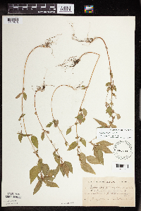 Acalypha rhomboidea image