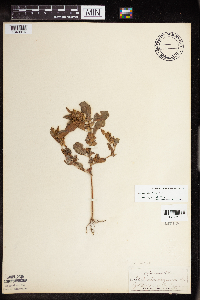 Acalypha rhomboidea image