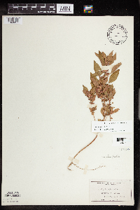 Acalypha rhomboidea image