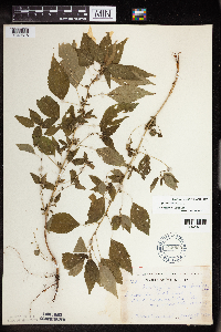 Acalypha rhomboidea image