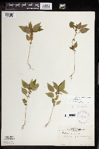 Acalypha rhomboidea image