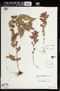 Acalypha rhomboidea image