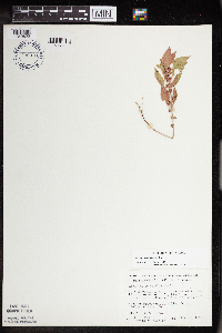 Acalypha rhomboidea image