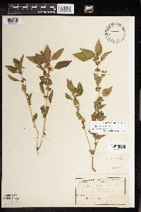 Acalypha rhomboidea image