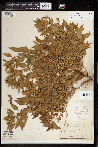 Acalypha rhomboidea image