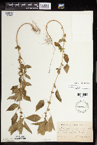 Acalypha rhomboidea image