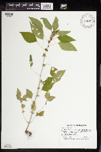 Acalypha rhomboidea image