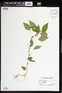Acalypha rhomboidea image