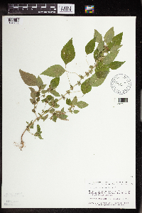 Acalypha rhomboidea image