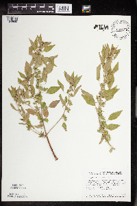 Acalypha rhomboidea image