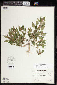 Acalypha rhomboidea image