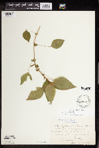 Acalypha rhomboidea image