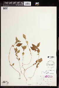 Acalypha rhomboidea image