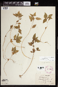 Acalypha rhomboidea image