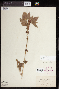 Acalypha rhomboidea image