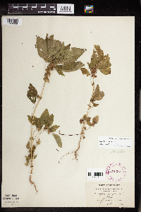 Acalypha rhomboidea image