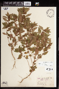 Acalypha rhomboidea image