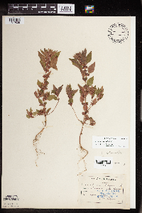 Acalypha rhomboidea image