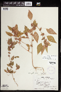 Acalypha rhomboidea image