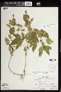 Acalypha rhomboidea image