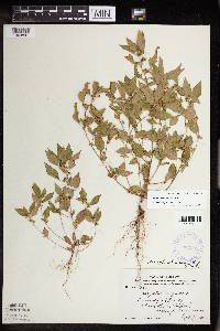 Acalypha rhomboidea image