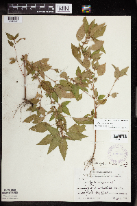 Acalypha rhomboidea image