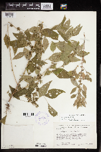 Acalypha rhomboidea image
