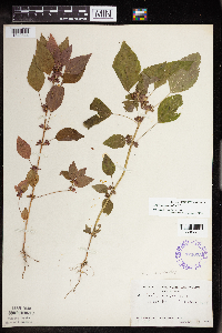 Acalypha rhomboidea image