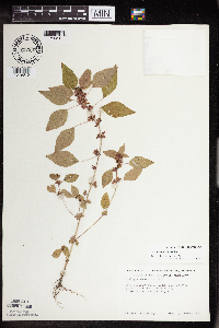 Acalypha rhomboidea image