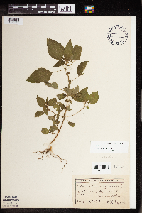Acalypha rhomboidea image