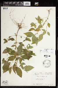 Acalypha rhomboidea image