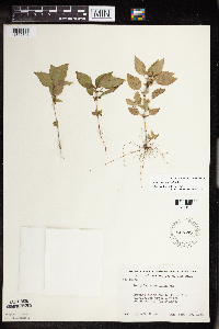 Acalypha rhomboidea image