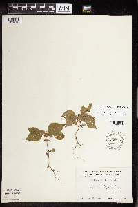 Acalypha rhomboidea image