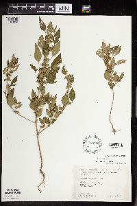 Acalypha rhomboidea image