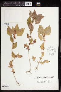 Acalypha rhomboidea image