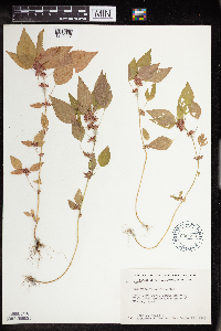 Acalypha rhomboidea image