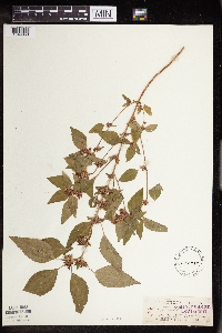 Acalypha rhomboidea image