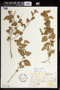 Image Associated With the Occurrence