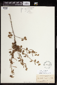 Acalypha californica image